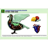 Рельефная таблица "Внутреннее строение голубя" (формат А1, матовое ламинир.) - «globural.ru» - Пермь