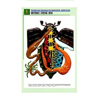 Рельефная таблица "Внутреннее строение жука" (формат А1, матовое ламинир.) - «globural.ru» - Пермь