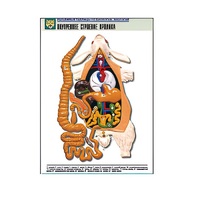 Рельефная таблица "Внутреннее строение кролика" (формат А1, матовое ламинир.) - «globural.ru» - Пермь