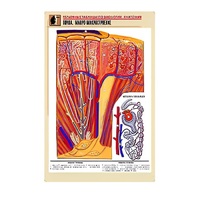 Рельефная таблица "Почка. Макро-микростроение" - «globural.ru» - Пермь