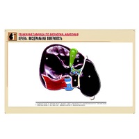 Рельефная таблица "Печень. Висцеральная поверхность" (формат А1, матовое ламинир.) - «globural.ru» - Пермь