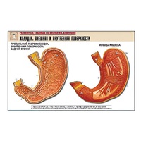 Рельефная таблица "Желудок. Внешняя и внутренняя поверхности" (формат А1, матовое ламинир.) - «globural.ru» - Пермь
