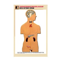 Рельефная таблица "Железы внутренней секреции" (формат А1, матовое ламинир.) - «globural.ru» - Пермь