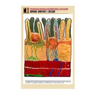 Рельефная таблица "Ворсинка кишечная с сосудом" (формат А1, матовое ламинир.) - «globural.ru» - Пермь