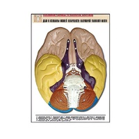 Рельефная таблица "Доли и извилины нижней поверхности полушарий головного мозга" - «globural.ru» - Пермь