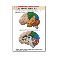 Рельефная таблица "Доли полушарий головного мозга" - «globural.ru» - Пермь