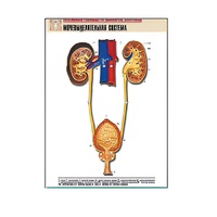 Рельефная таблица "Мочевыделительная система" (формат А1, матовое ламинир.) - «globural.ru» - Пермь