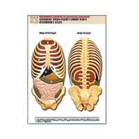 Рельефная таблица "Расположение органов грудной и брюшной полостей по отношению к скелету"(формат А1, лам.) - «globural.ru» - Пермь