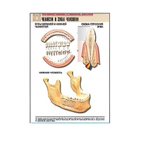 Рельефная таблица "Челюсти и зубы человека" (формат А1, матовое ламинир.) - «globural.ru» - Пермь