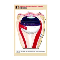 Рельефная таблица "Глаз. Строение" (формат А1, матовое ламинир.) - «globural.ru» - Пермь