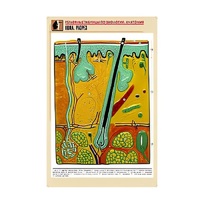 Рельефная таблица "Кожа. Разрез" (формат А1, матовое ламинир.) - «globural.ru» - Пермь