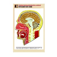 Рельефная таблица "Сагиттальный разрез головы" (формат А1, матовое ламинир.) - «globural.ru» - Пермь