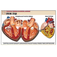 Рельефная таблица "Строение сердца" (формат А1, матовое ламинир.) - «globural.ru» - Пермь