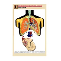 Рельефная таблица "Строение легких" (формат А1, матовое ламинир.) - «globural.ru» - Пермь