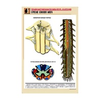 Рельефная таблица "Строение спинного мозга " (формат А1, матовое ламинир.) - «globural.ru» - Пермь