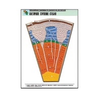 Рельефная таблица "Клеточное строение стебля" (формат А1, матовое ламинир.) - «globural.ru» - Пермь