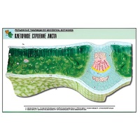 Рельефная таблица "Клеточное строение листа" (формат А1, матовое ламинир.) - «globural.ru» - Пермь