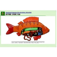 Рельефная таблица "Внутреннее строение рыбы" (формат А1, матовое ламинир.) - «globural.ru» - Пермь