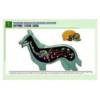 Рельефная таблица "Внутреннее строение собаки" (формат А1, матовое ламинир.) - «globural.ru» - Пермь