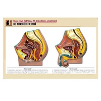 Рельефная таблица "Таз мужской и женский" (формат А1, матовое ламинир.) - «globural.ru» - Пермь