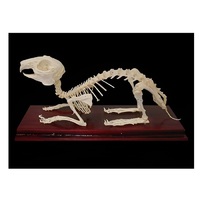 Скелет кролика - «globural.ru» - Пермь