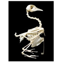 Скелет голубя - «globural.ru» - Пермь