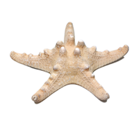 Сухой препарат "Звезда морская" (вариант 2) - «globural.ru» - Пермь