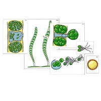 Модель-аппликация "Размножение многоклеточной водоросли" (ламинированная) - «globural.ru» - Пермь