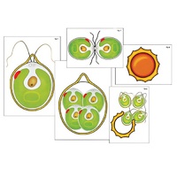 Модель-аппликация "Размножение одноклеточной водоросли" (ламинированная) - «globural.ru» - Пермь