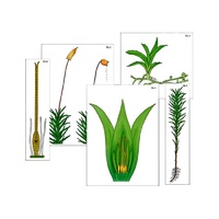 Модель-аппликация "Размножение мха" (ламинированная) - «globural.ru» - Пермь