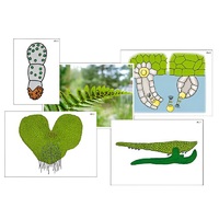 Модель-аппликация "Размножение папоротника" (ламинированная) - «globural.ru» - Пермь
