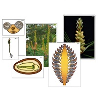 Модель-аппликация "Размножение сосны" (ламинированная) - «globural.ru» - Пермь