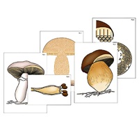 Модель-аппликация "Размножение шляпочного гриба" (ламинированная) - «globural.ru» - Пермь