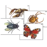 Модель-аппликация "Разнообразие беспозвоночных" (ламинированная) - «globural.ru» - Пермь