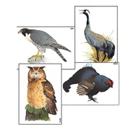 Модель-аппликация "Разнообразие высших хордовых 1. Пресмыкающиеся и птицы" (ламинированная) - «globural.ru» - Пермь