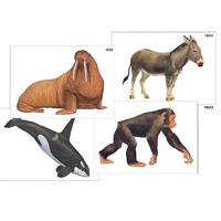 Модель-аппликация "Разнообразие высших хордовых 2. Млекопитающие" (ламинированная) - «globural.ru» - Пермь