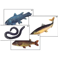 Модель-аппликация "Разнообразие низших и высших хордовых" (ламинированная) - «globural.ru» - Пермь