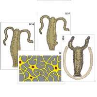 Модель-аппликация "Строение и размножение гидры" (ламинированная) - «globural.ru» - Пермь