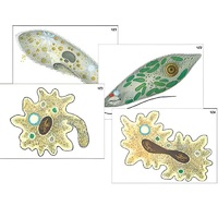 Модель-аппликация "Строение и разнообразие простейших" (ламинированная) - «globural.ru» - Пермь