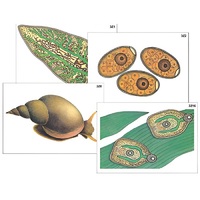 Модель-аппликация "Циклы развития печеночного сосальщика и бычьего цепня" (ламинированная) - «globural.ru» - Пермь