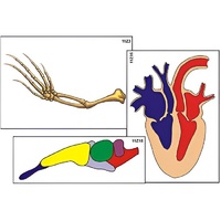 Модель-аппликация "Эволюция важнейших систем органов позвоночных" (ламинированная) - «globural.ru» - Пермь