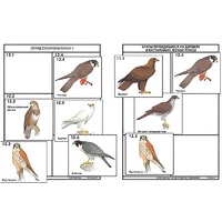 Комплект дидактических карточек: "Систематика и экология птиц" (95 штук, цвет., лам.) - «globural.ru» - Пермь