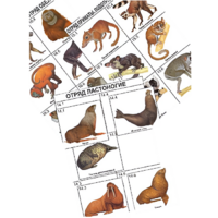 Комплект дидактических карточек: "Систематика и экология млекопитающих" (96 штук, цвет., лам.) - «globural.ru» - Пермь