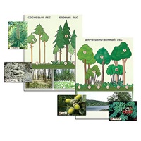 Гербарий фотографический "Растительные сообщества. Лес" (раздаточный) - «globural.ru» - Пермь