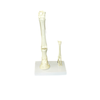 Модель "Скелет конечностей лошади и овцы" (на подставке) - «globural.ru» - Пермь