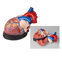 Модель сердца в разрезе (демонстрационная) - «globural.ru» - Пермь