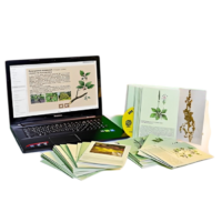 Гербарий натурально-интерактивный "Дикорастущие растения" - «globural.ru» - Пермь