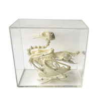 Комплект скелетов различных классов животных - «globural.ru» - Пермь