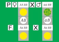 Модель-аппликация Дигибридное скрещивание. Законы Менделя. (набор из 84 карт) - «globural.ru» - Пермь