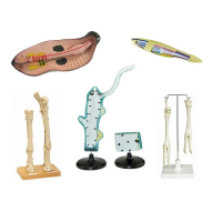 Комплект зоологических моделей демонстрационный - «globural.ru» - Пермь